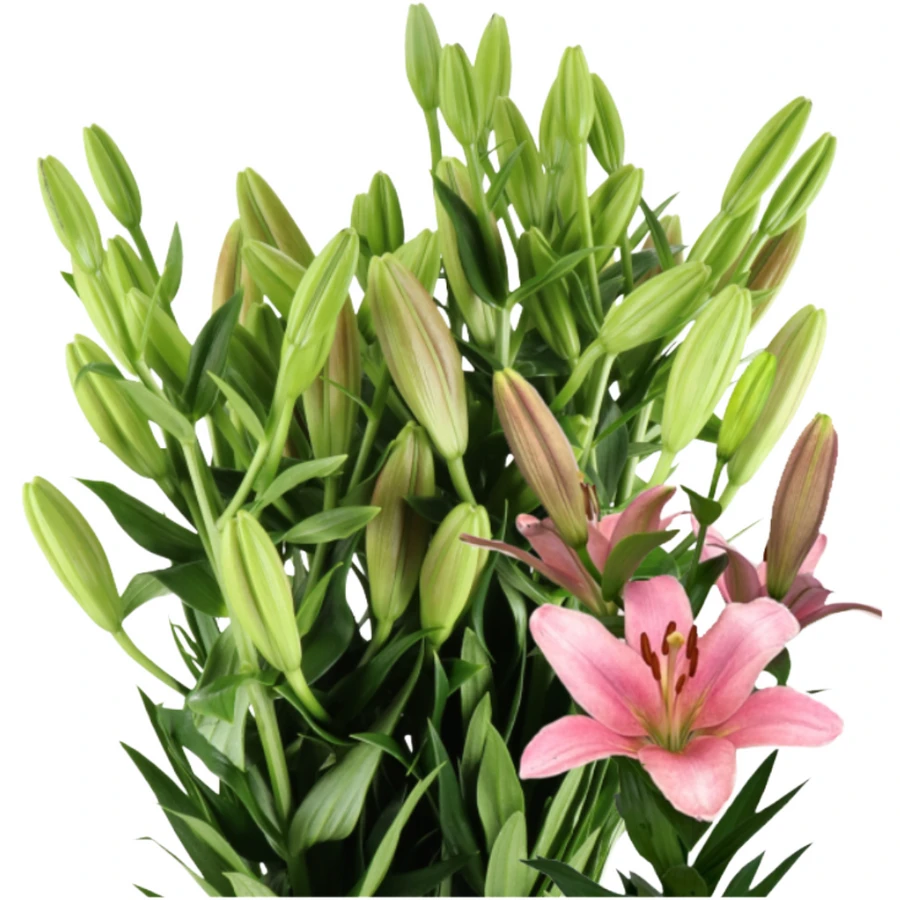 Lily La Scotland holl pk