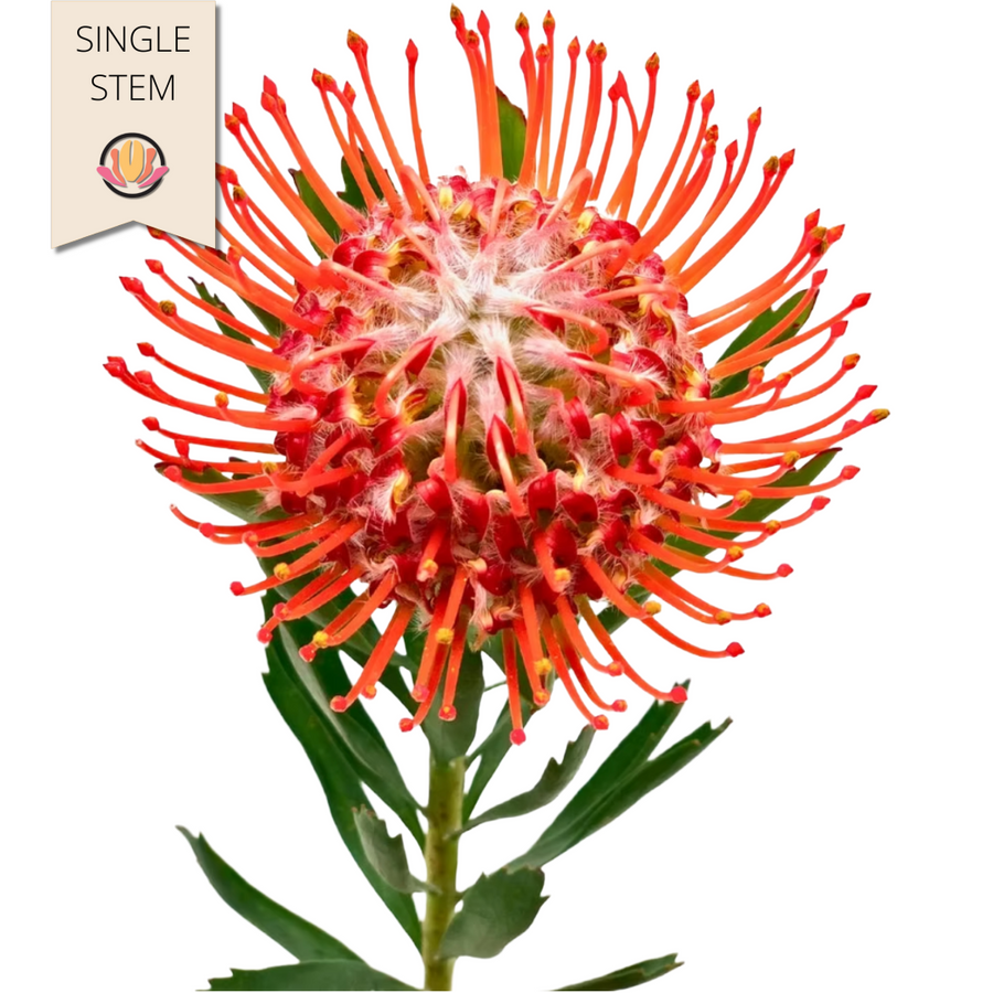 Pins Flame bella stem(red)