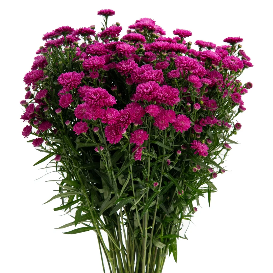 Casino Carnival Duplo Magenta