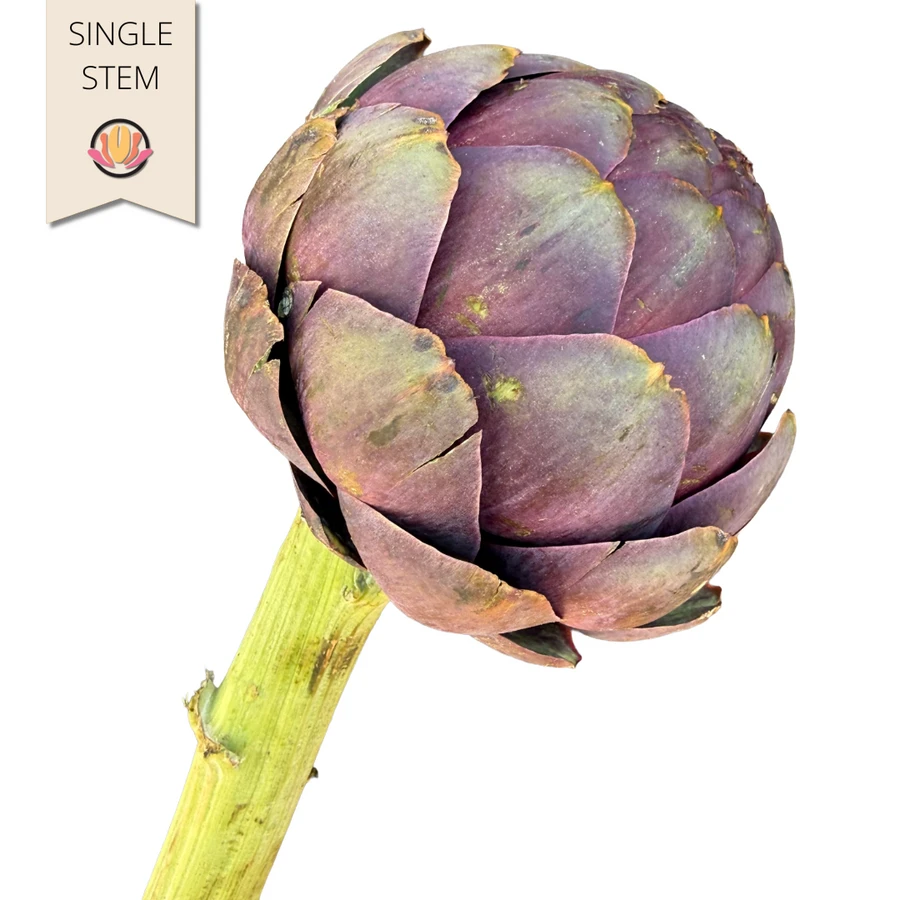 Artichokes Black flo farm(STEM