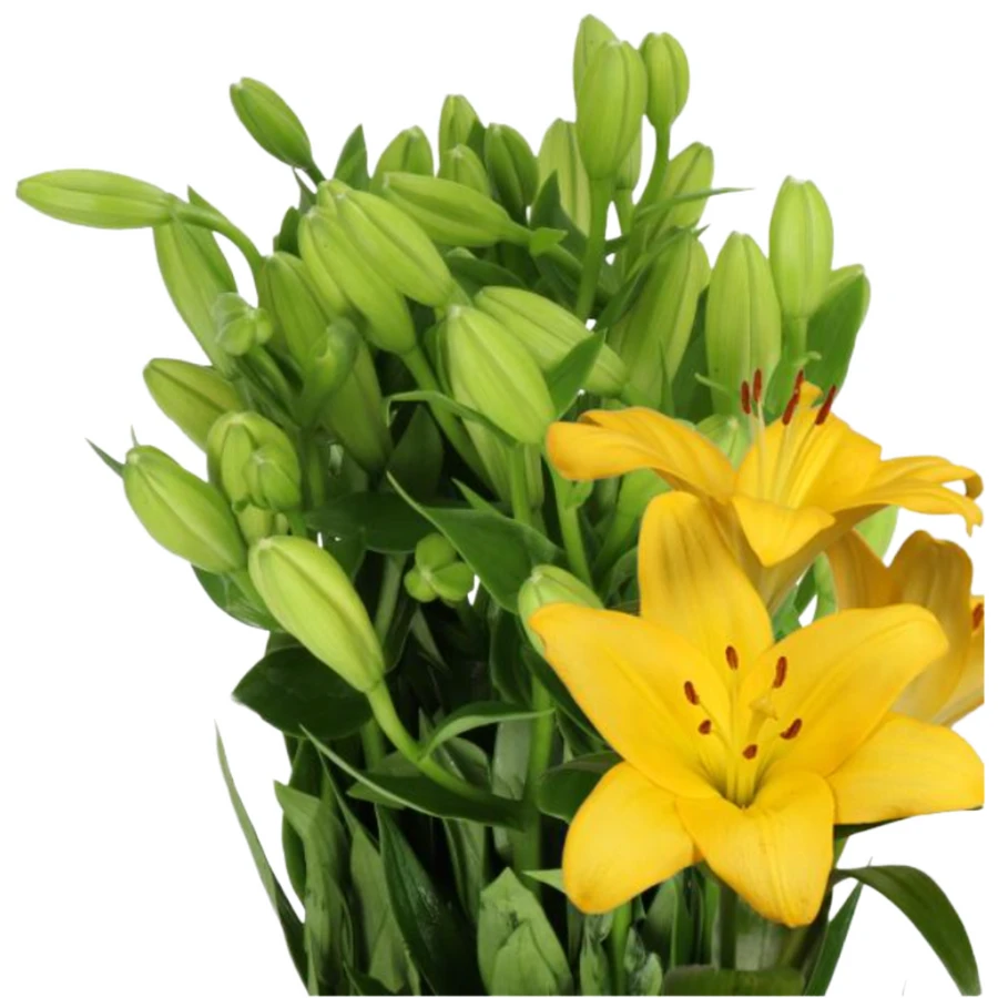 Lily La Nashville holl yellow