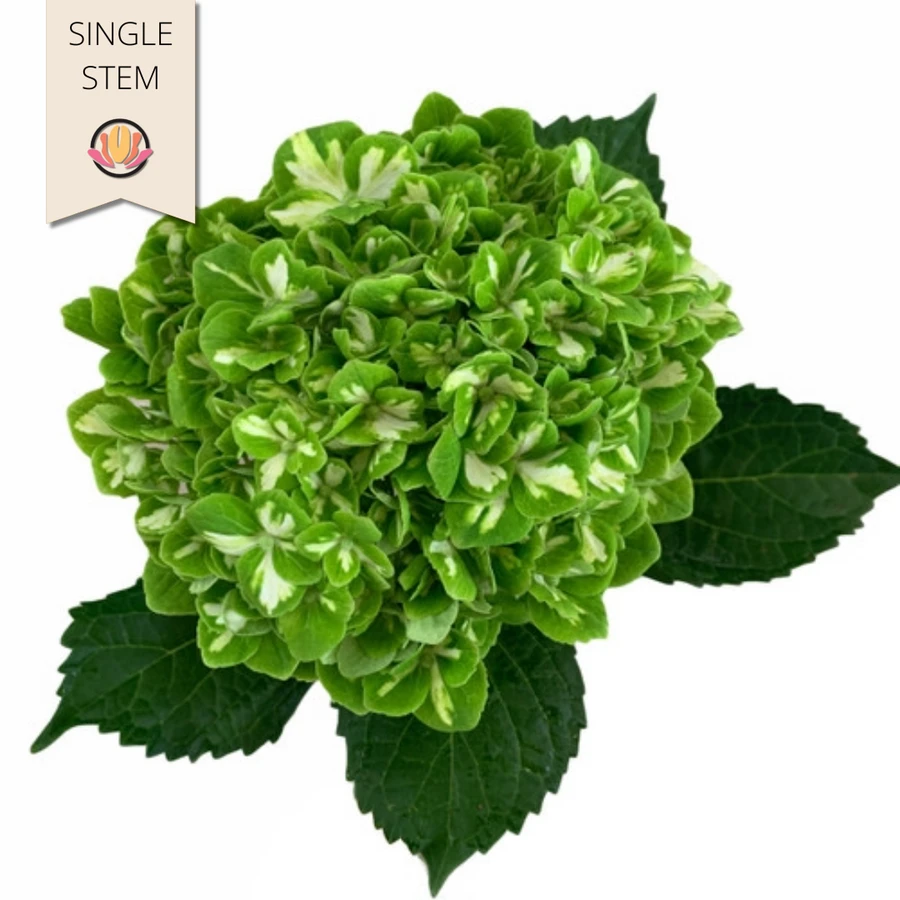 Hydrangea Shamrock trilogy(STE