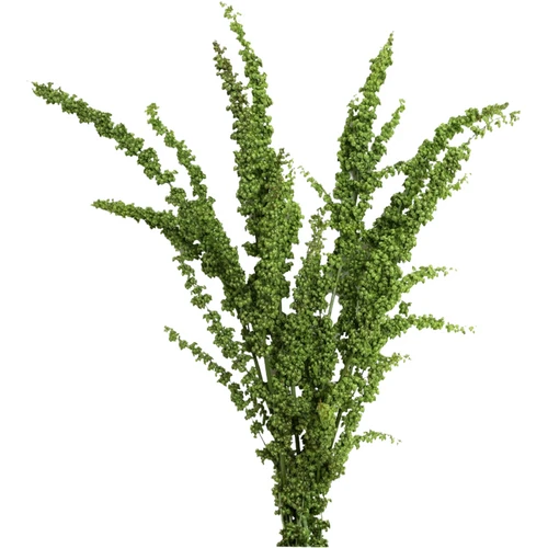 Rumex Unicorn mellano