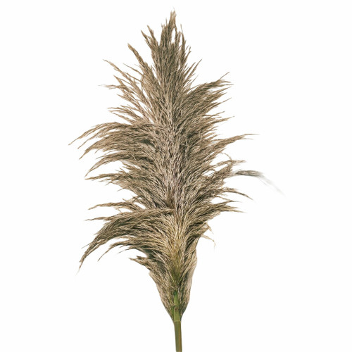 Pampass Grass us evergreen