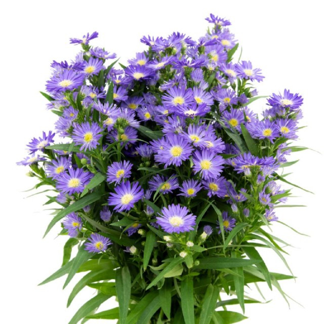 Casino Carnival Purple fresca