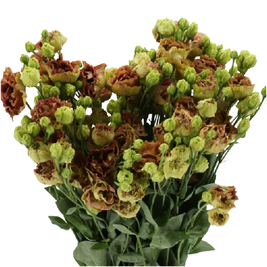 Lisianthus Roseanne Lt Terraco