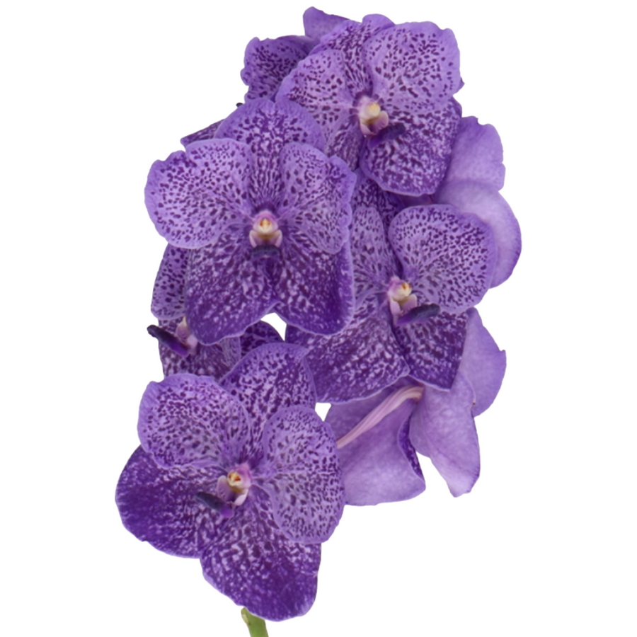 Vanda Sunanda Lav Sprinkles ho
