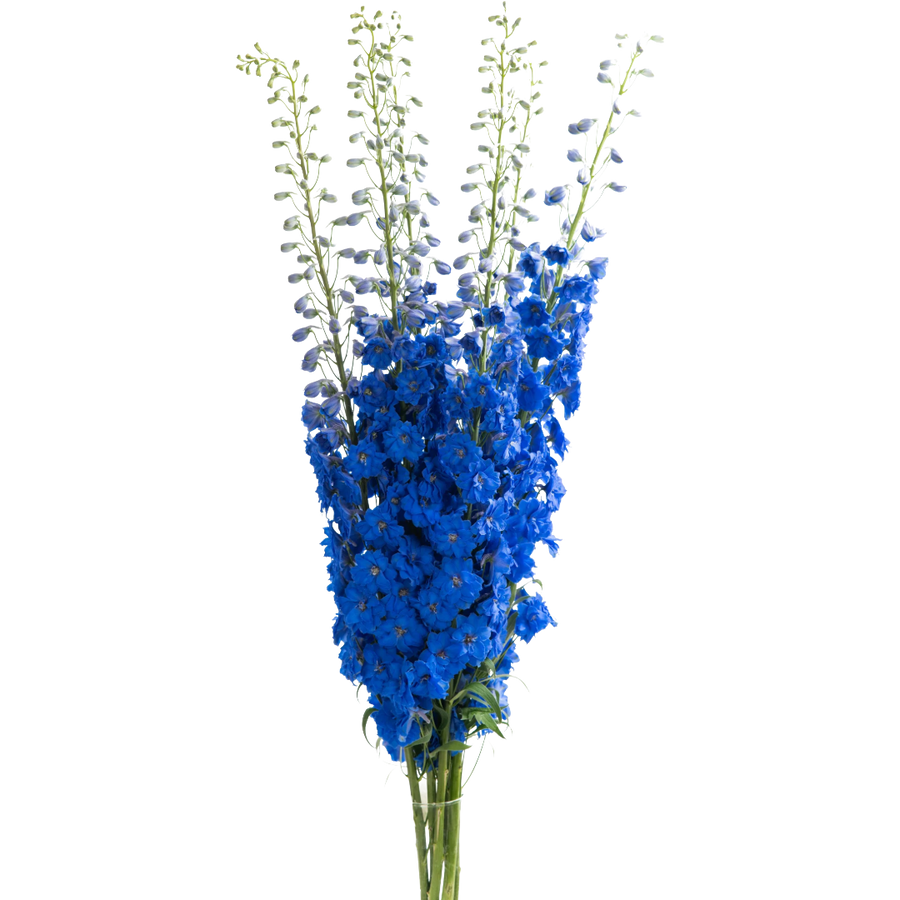 Delph Azul Hybrid 70cm vallefl