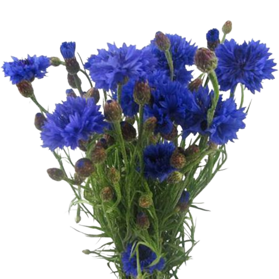 Cornflower Blue Groot