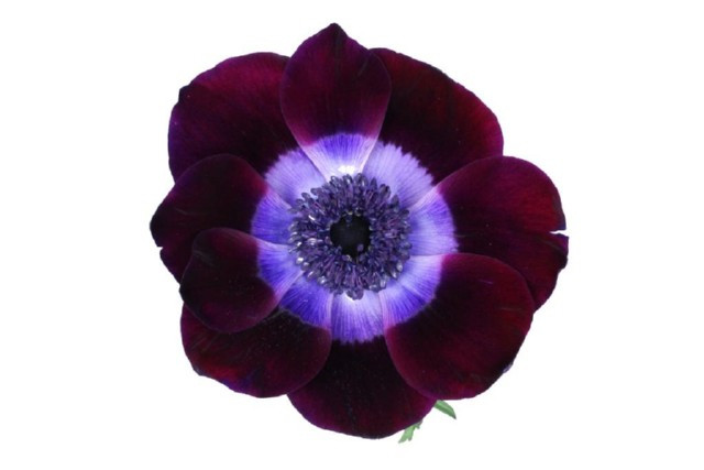 Anemonies wine chile