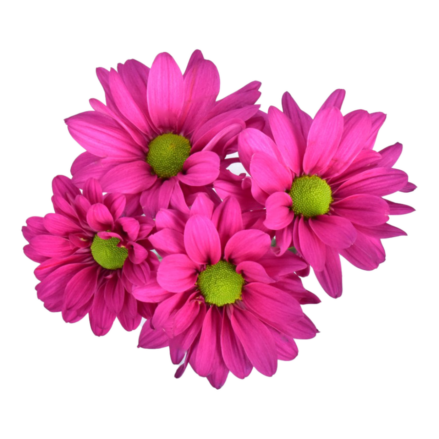 Pom Daisy Randall SOLE