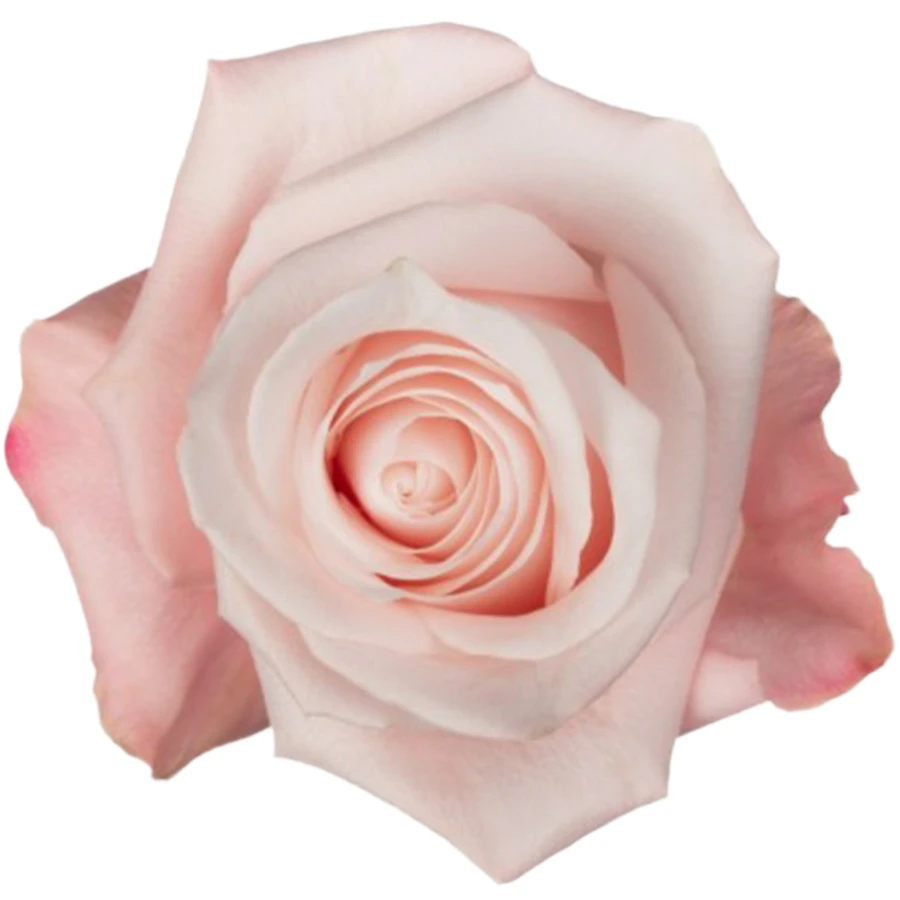 Rose Pomarosa 80cm Rprima