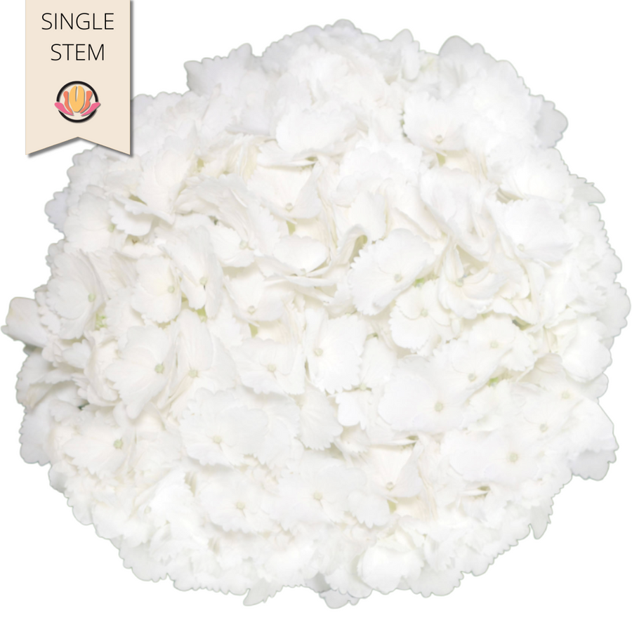 Hydrangea White Hydraflora(STE
