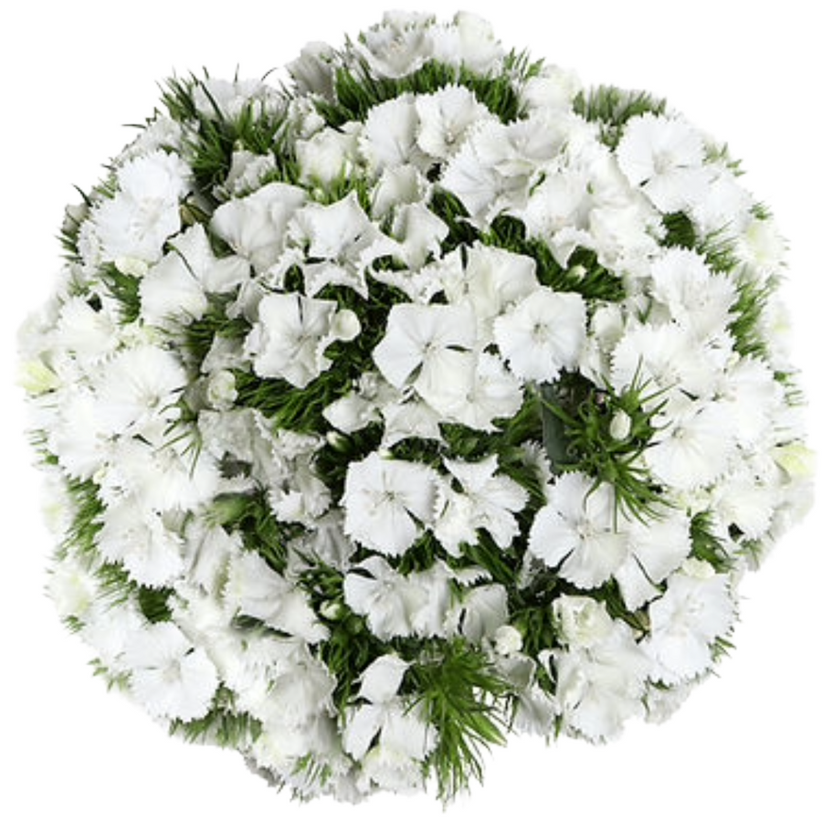 Dianthus White Fresca