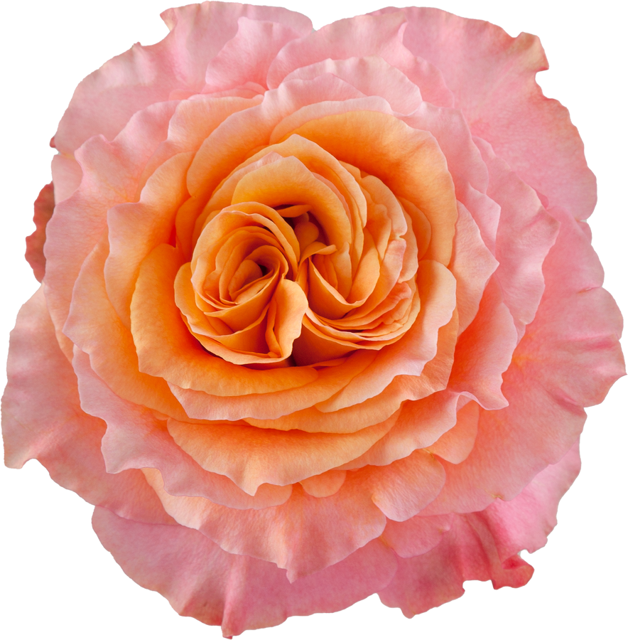 Rose Free Spirit (100cs) Tos