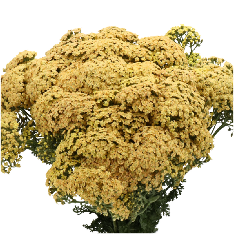 Yarrow Neonglow Saffron holl