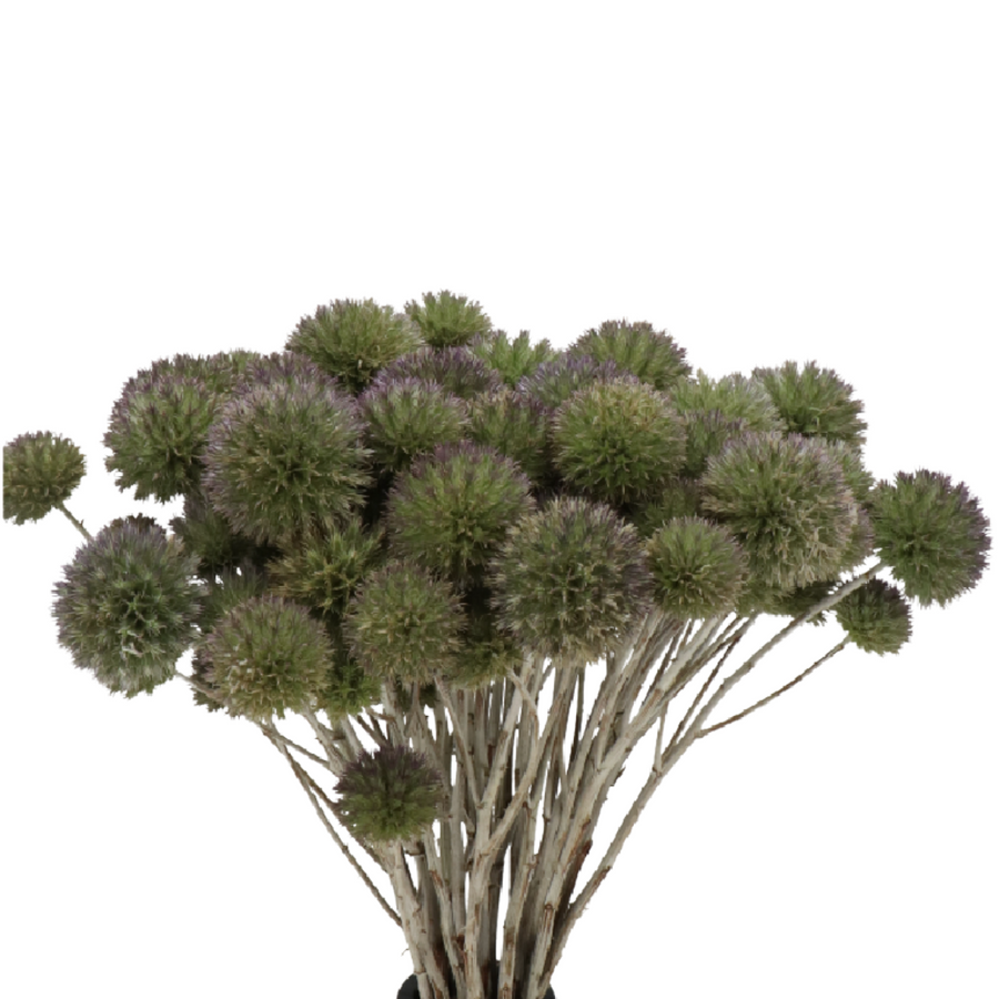 Eryngium Spray Bullit holl