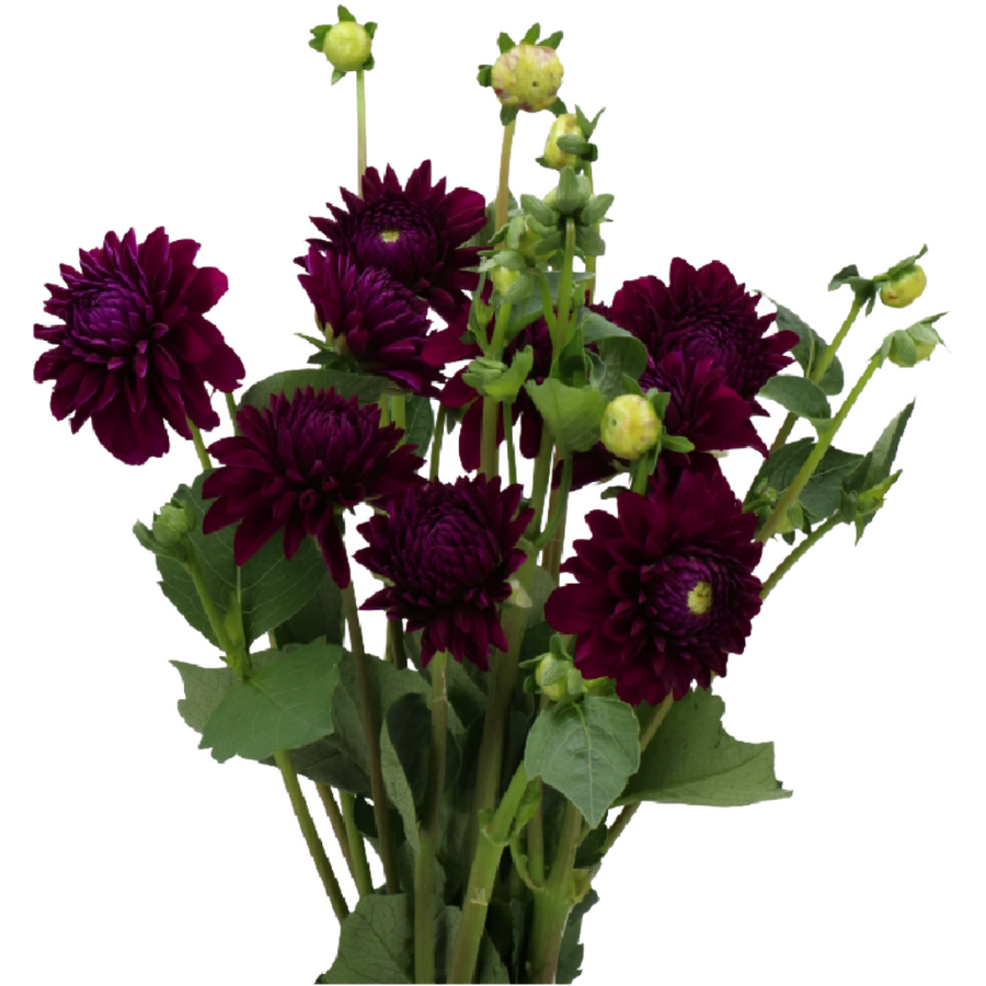 Dahlia Black Lars holex