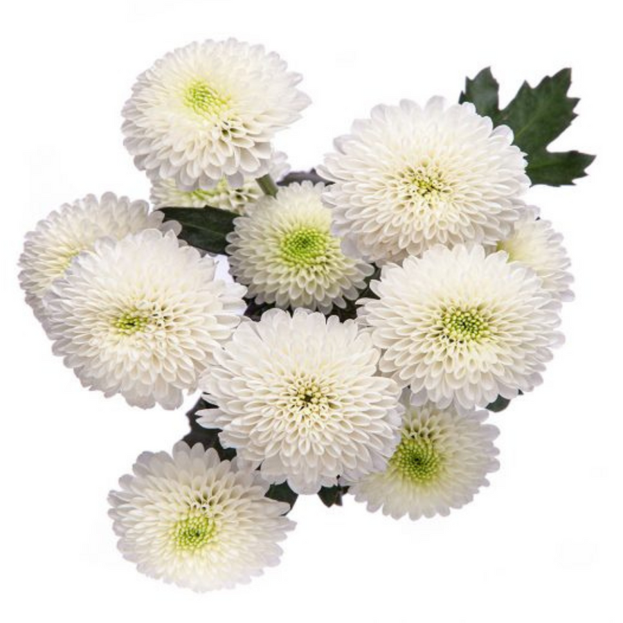 Pom Button White sole