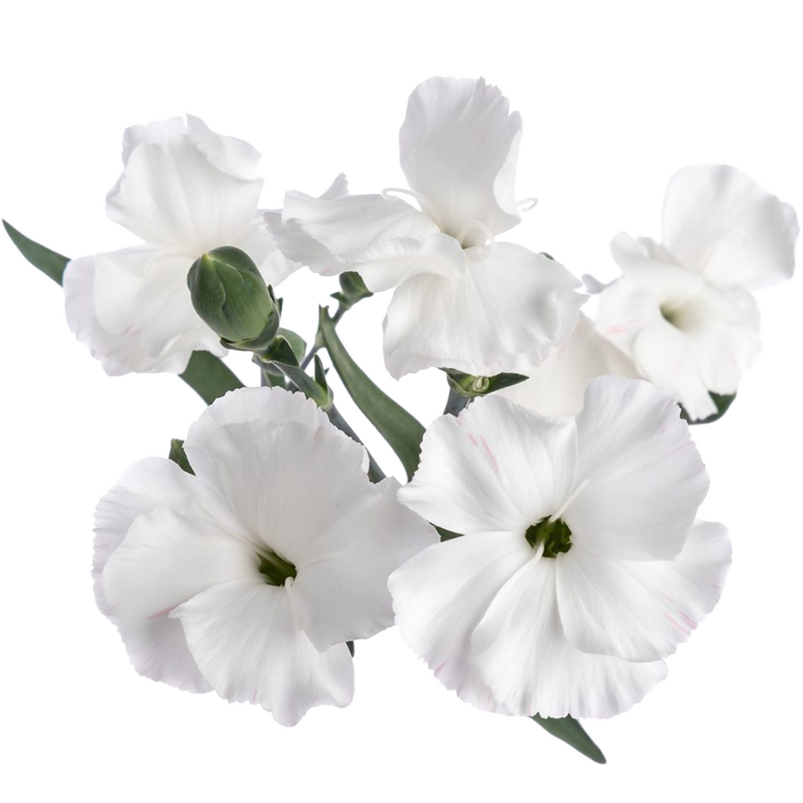Dianthus Solomio White Sole
