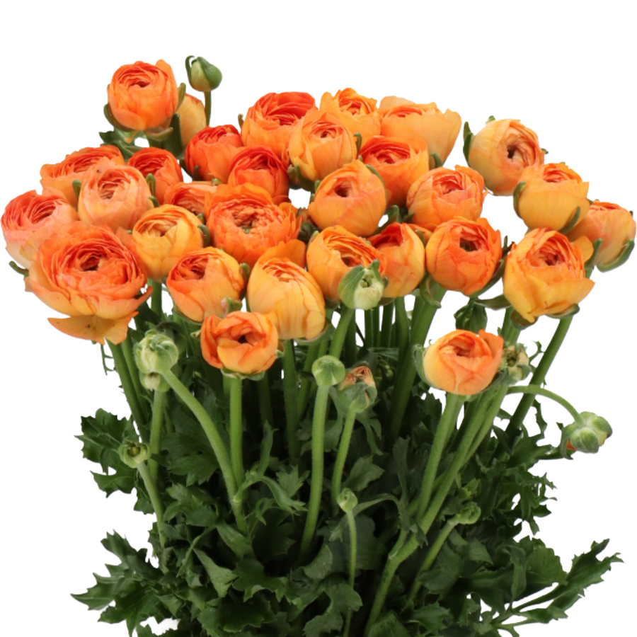Ranunculus Cloni Success Honey