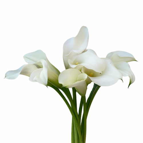 Calla Mini White canada