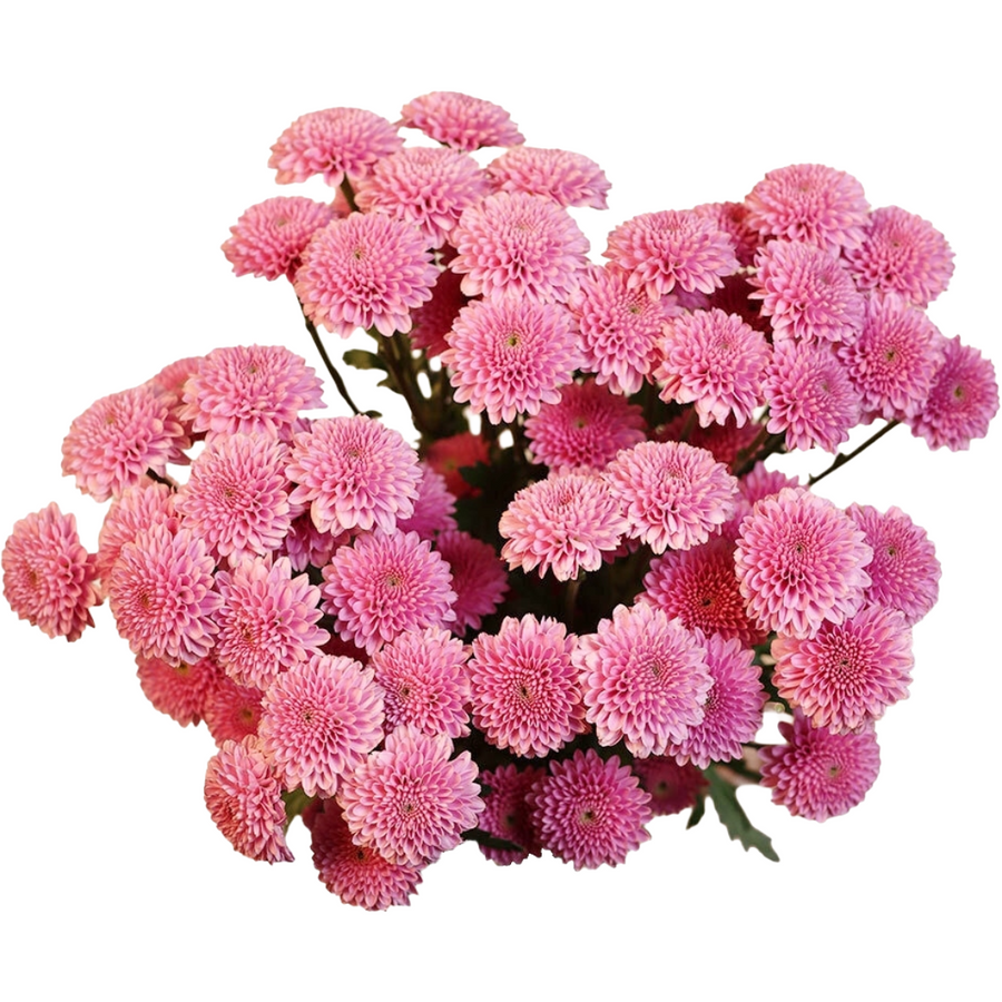 Pom Button Becky Pink RIO