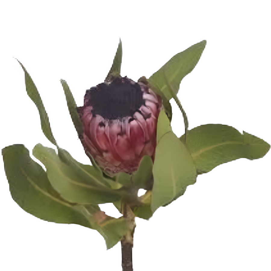 Protea Pink Mtn anton(STEM)