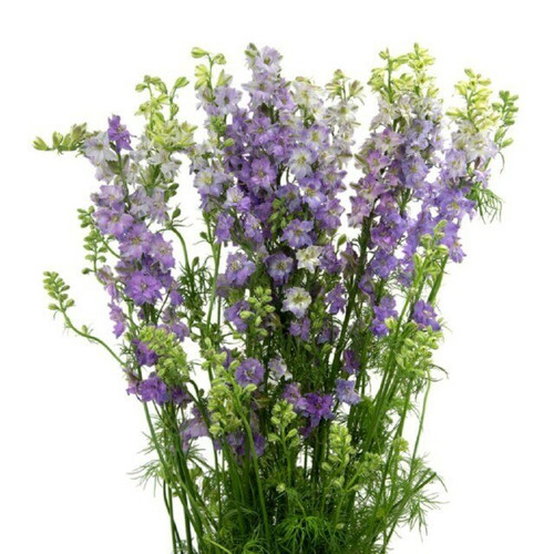 Larkspur Lavender local