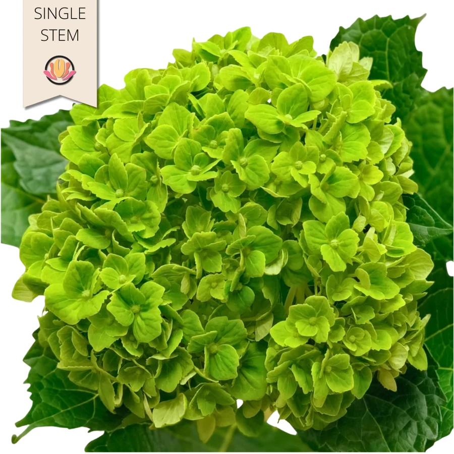 Hydrangea Jade Green sel cont(