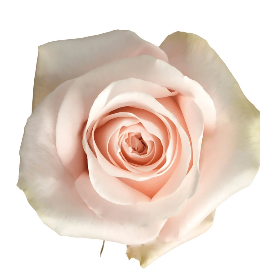 Rose Pomarosa 70cm Rprima