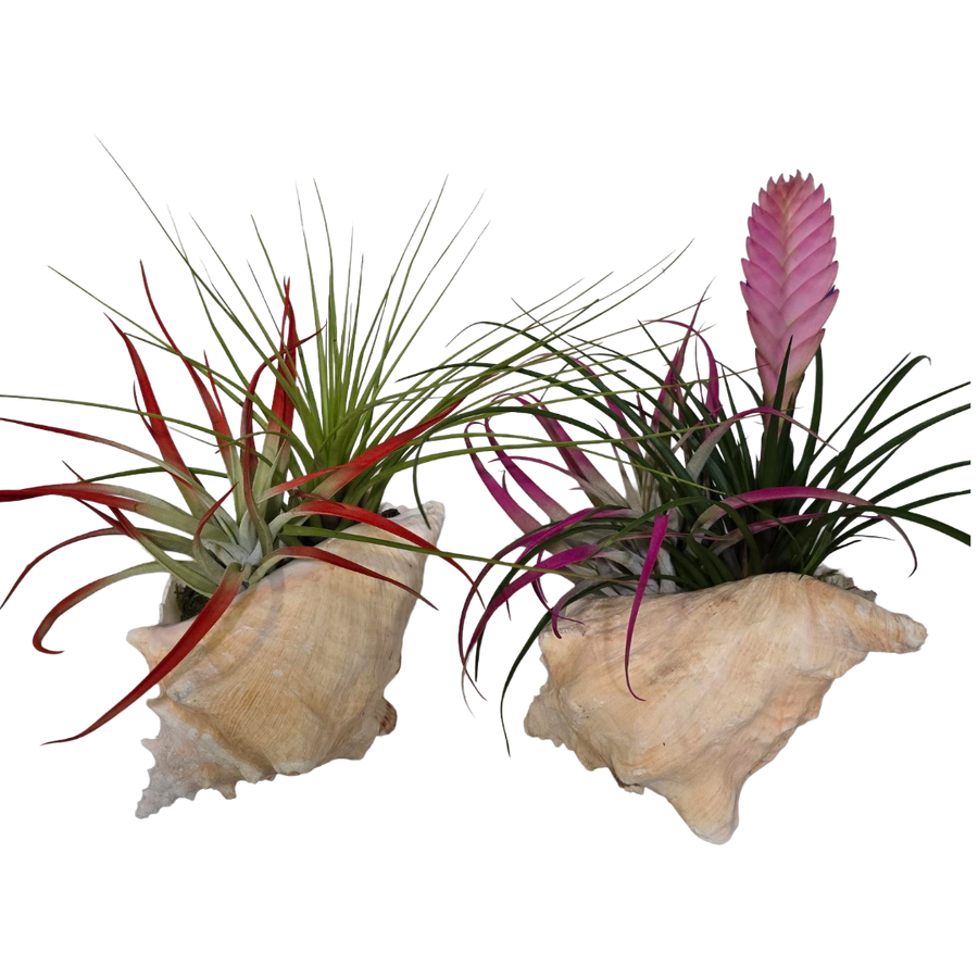 6" Tillandsia Seashell Garden