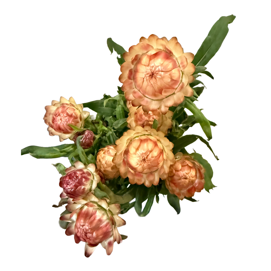 Strawflower Peach seaberry