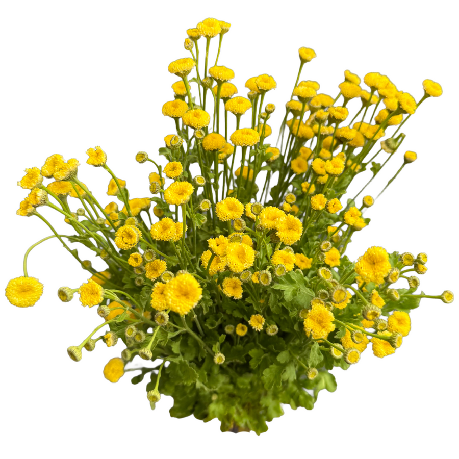Feverfew Button Yellow seaberr