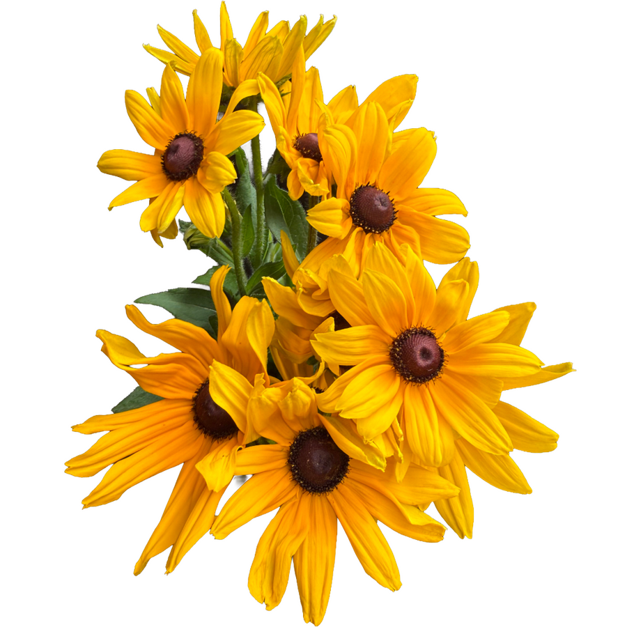 Rudbeckia Indian Summer seaber
