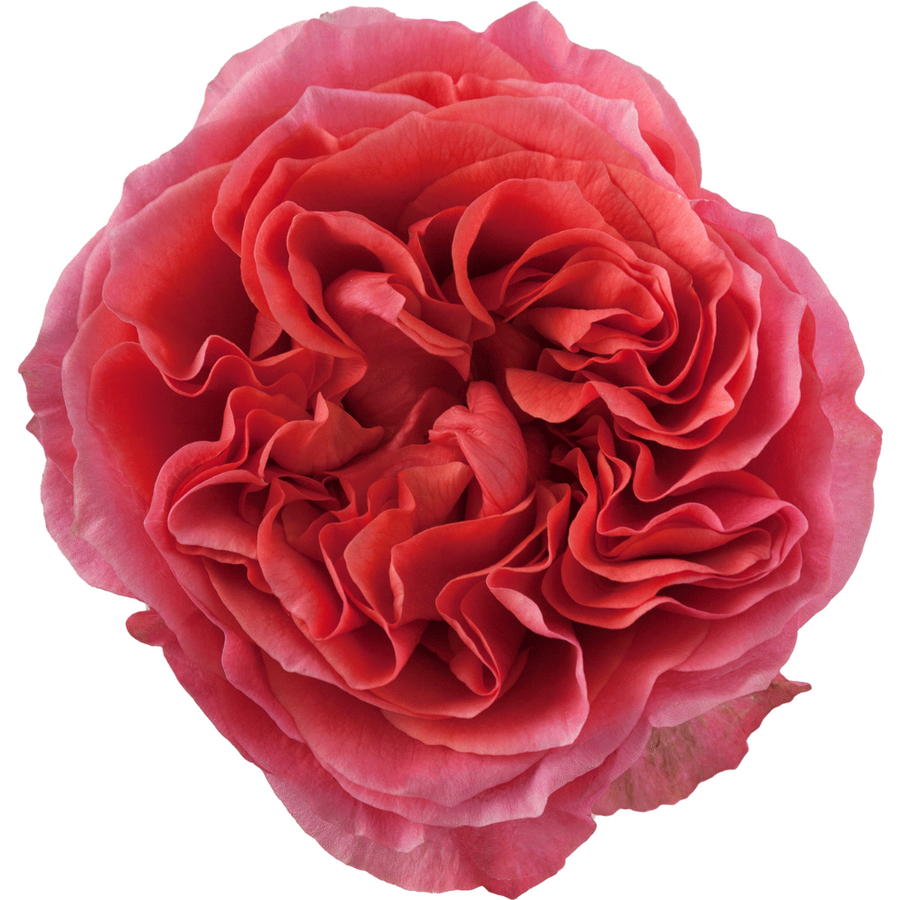 Rose Dk Xpression 60cm Rprima
