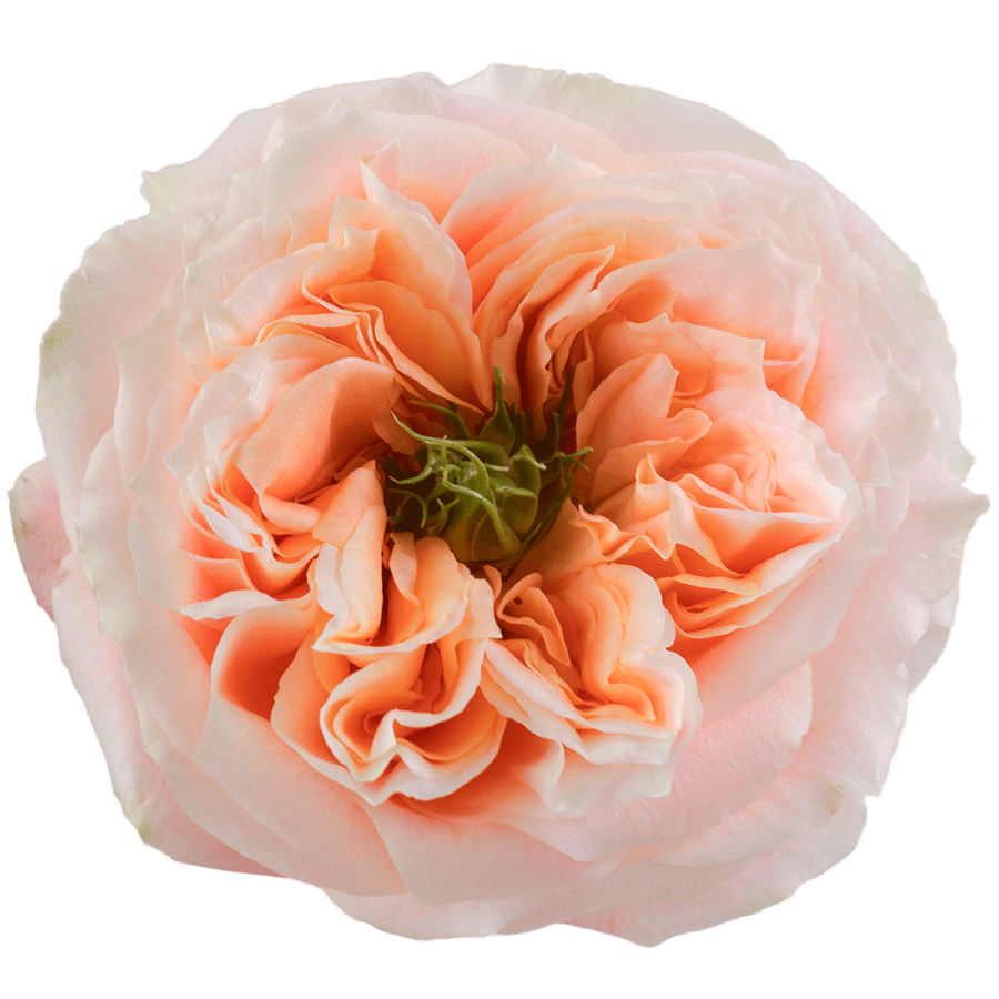 Rose Melon X-pression 50cm sun