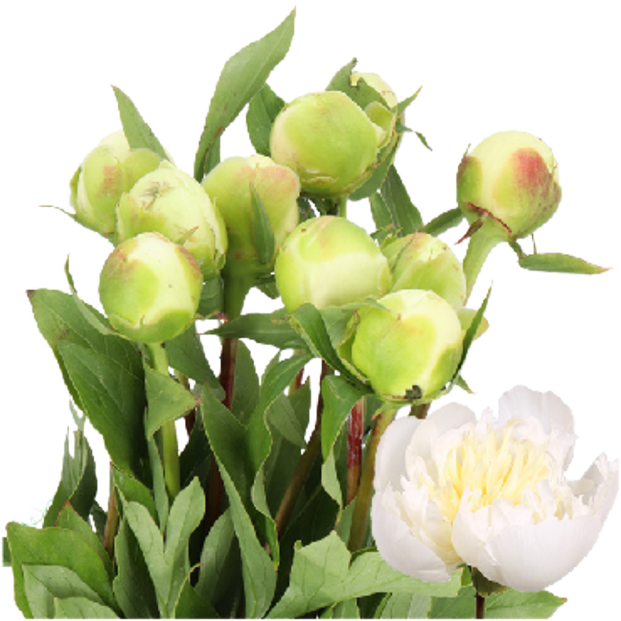 Peony Duchess 60cm holl