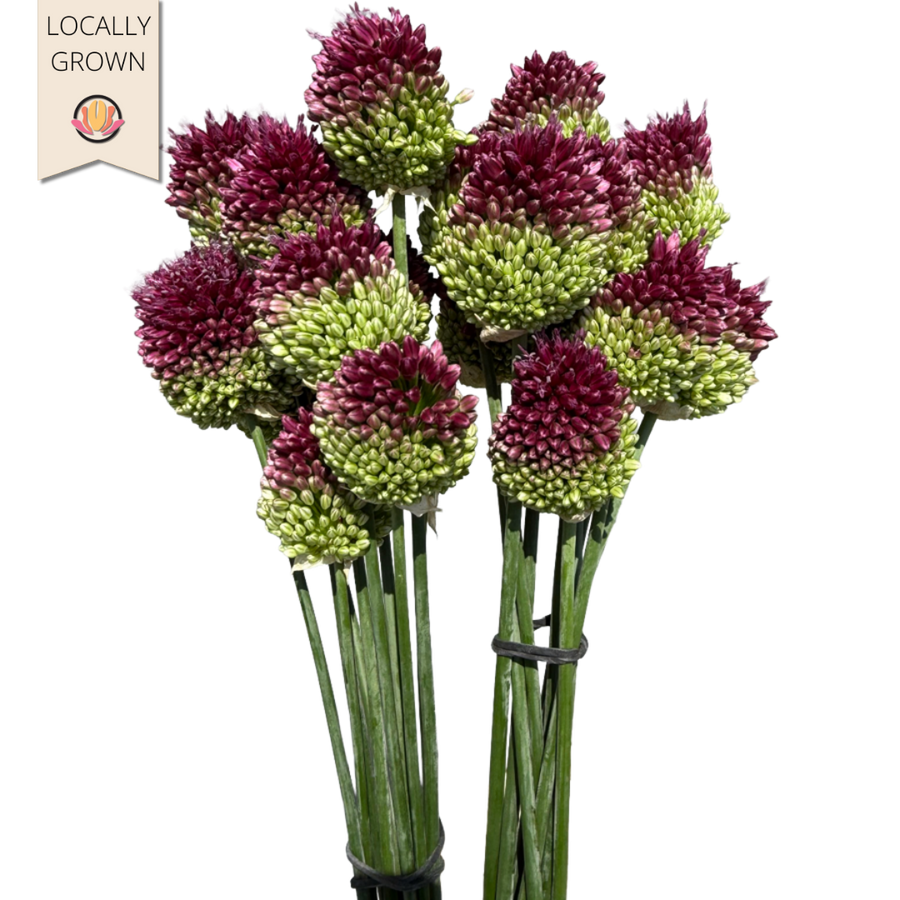 Allium Bullit local
