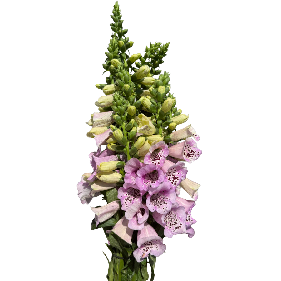 Foxglove Lavender barefoot