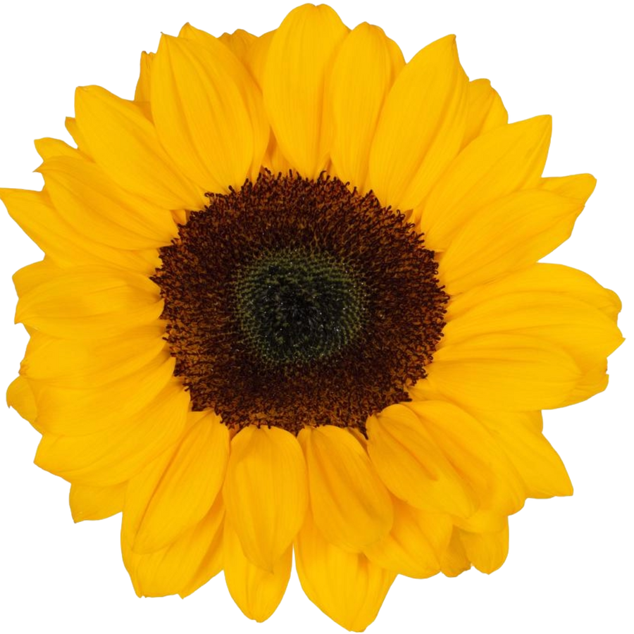 Sunflower Vincent esmeralda 10