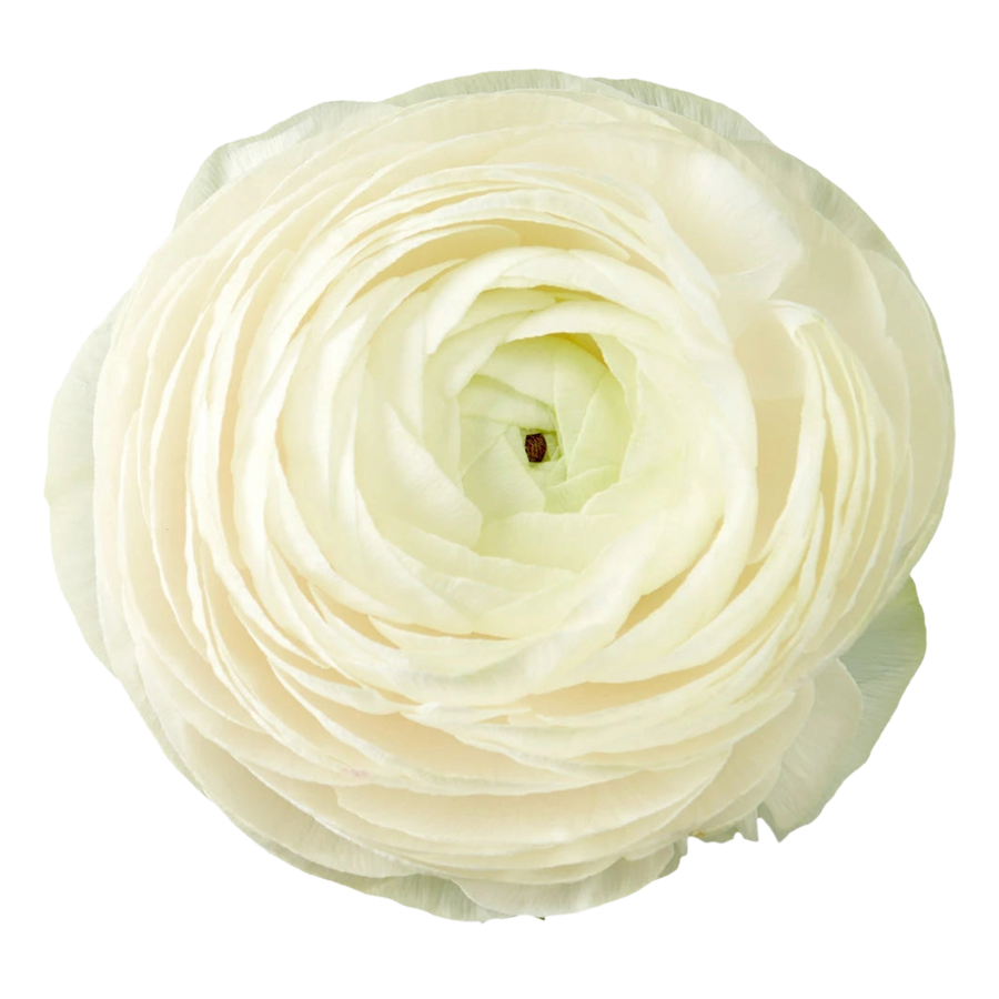 Ranunculus Cream Sel Rio