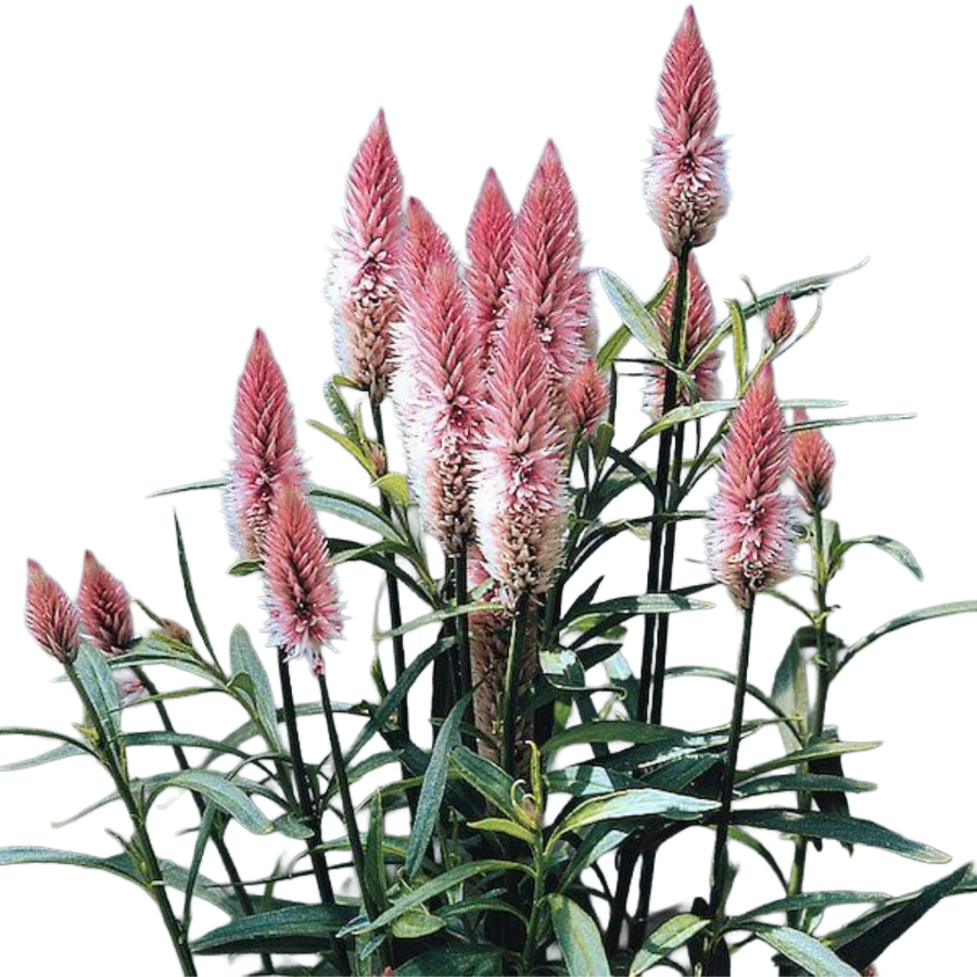 Celosia Flamingo Feather Pk se