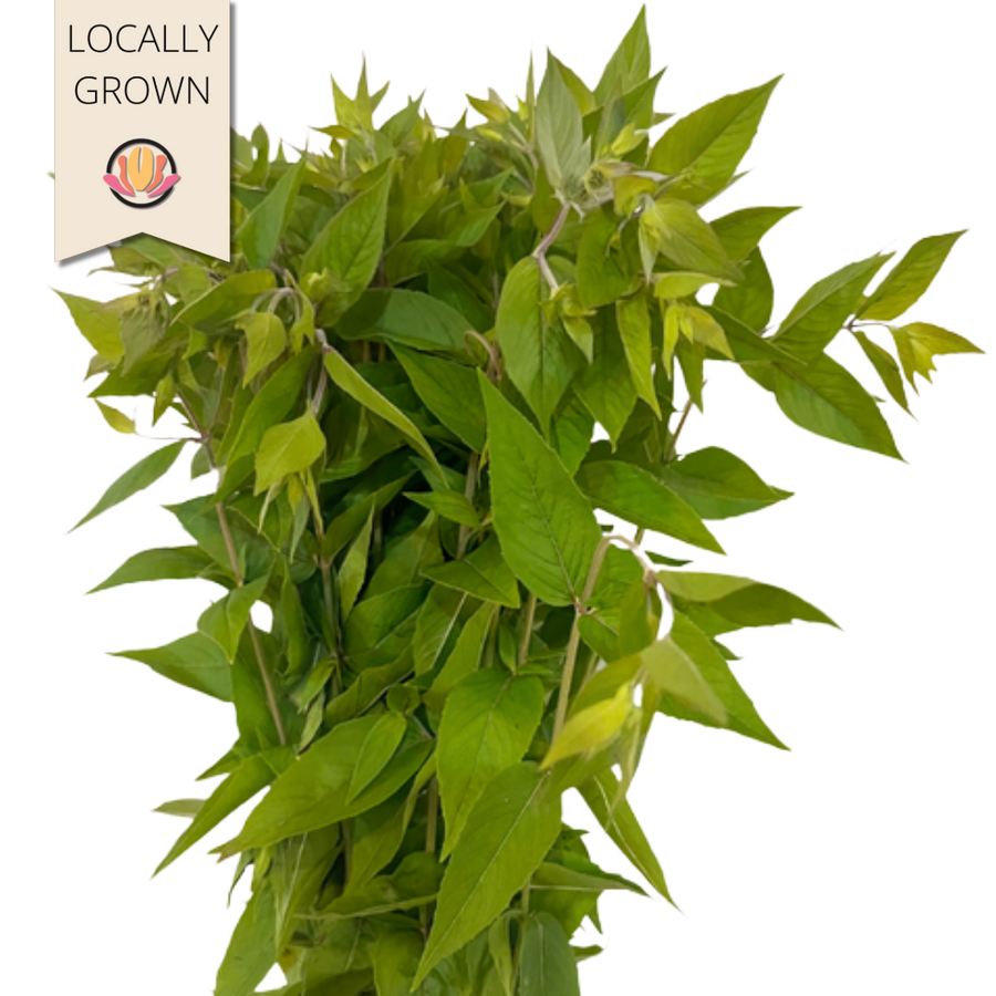 Mountain Mint Seaberry