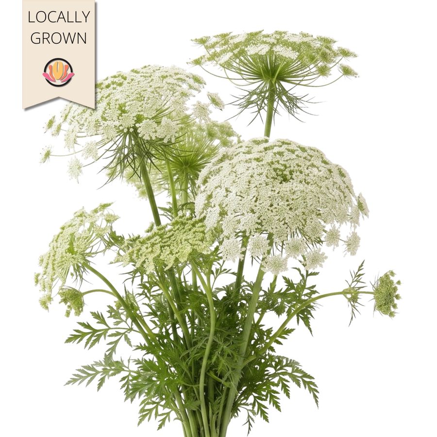 Lace Ammi Local