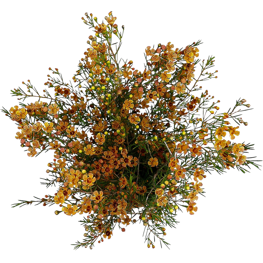 Waxflower Melon fresca