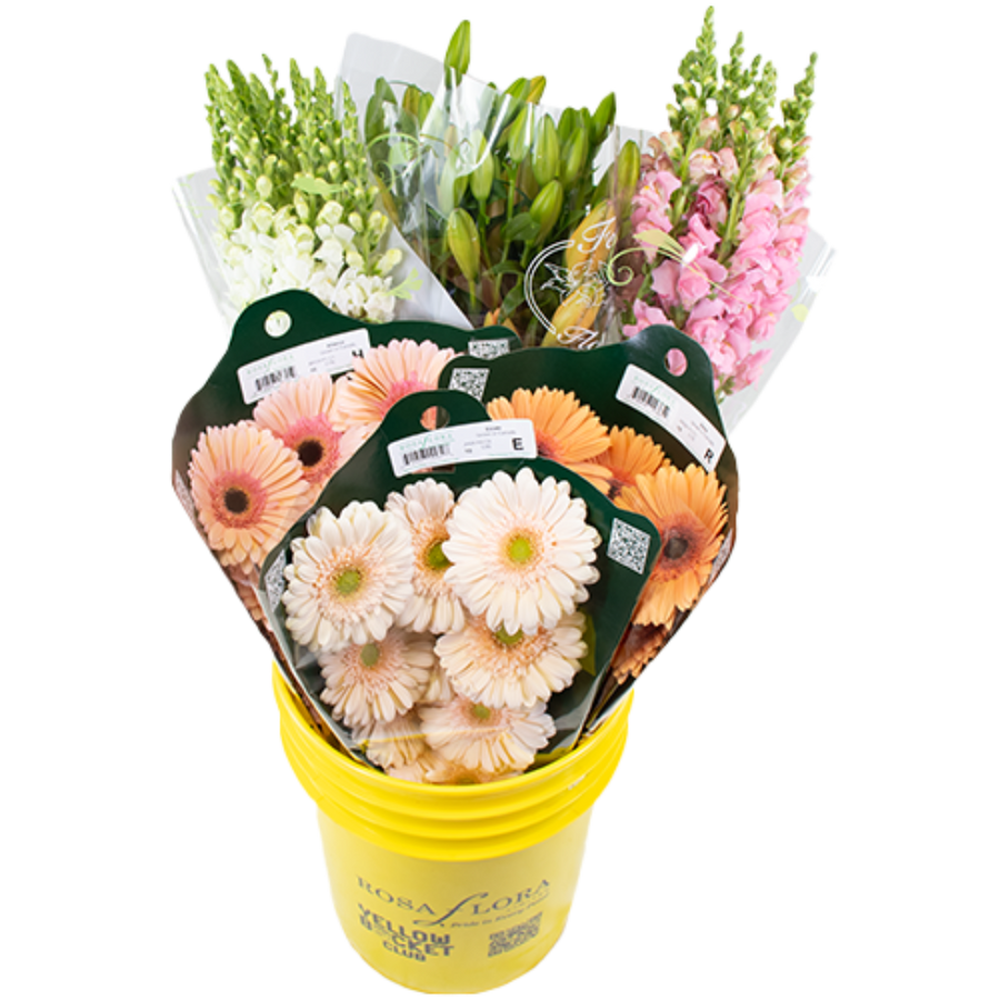 A Peaches&Cream pail x6 RF