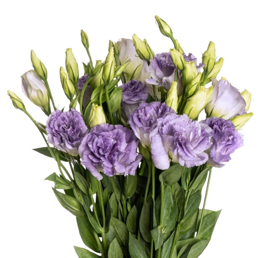 Lisianthus Misty Blue israeli