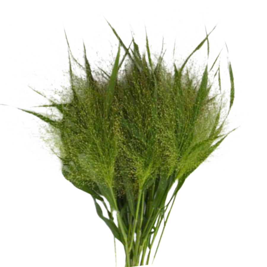 Grass Explosion regional