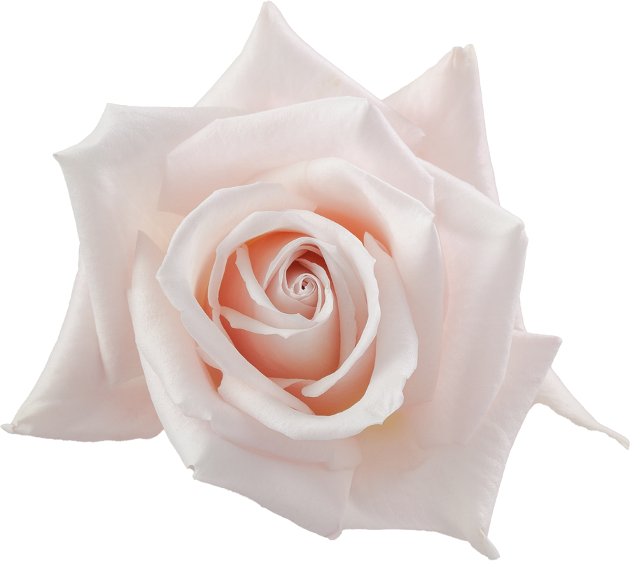 Rose Sweet Esco 50cm ECO